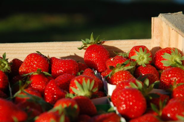fraise14bd.JPG