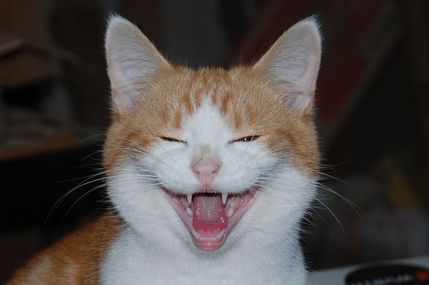 chaton15novc.JPG