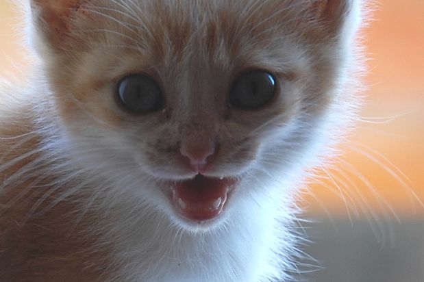 chaton3juina.JPG
