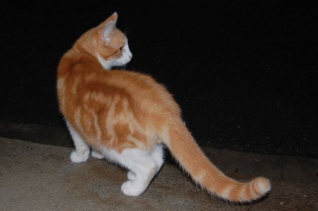 chaton04octc.JPG