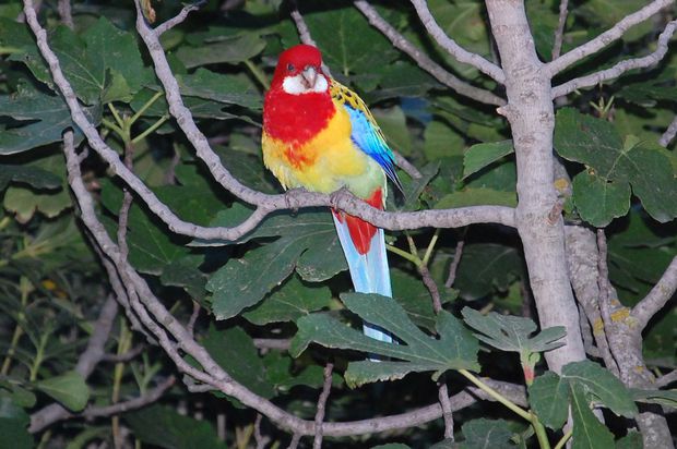 oiseau20juink.JPG