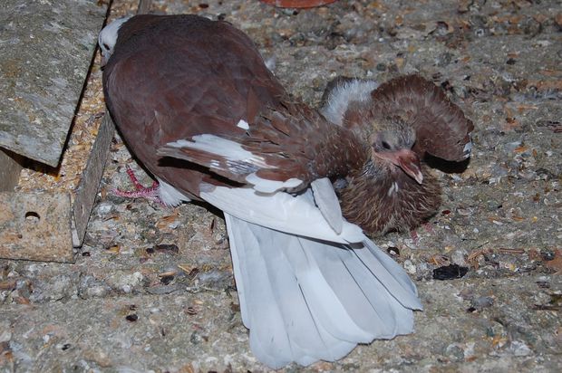 pigeonneuxgraine08.JPG