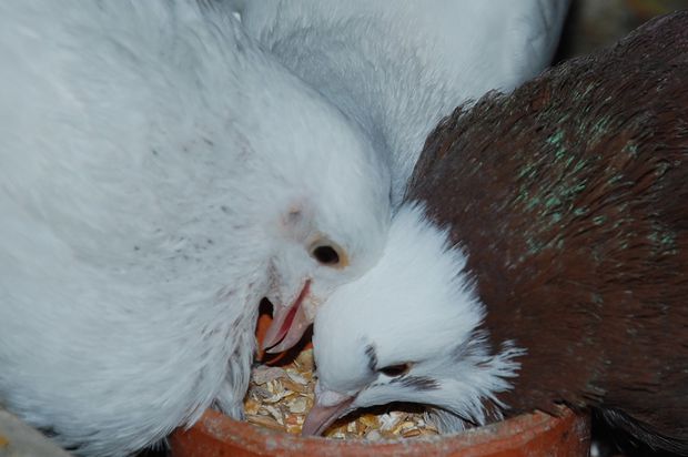 pigeonneuxgraine23.JPG