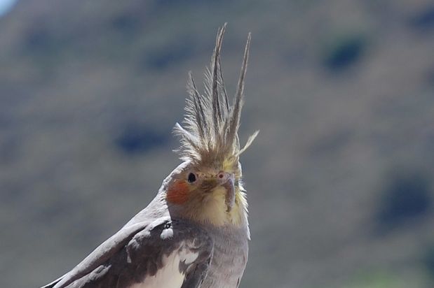 oiseaucerbere05.JPG