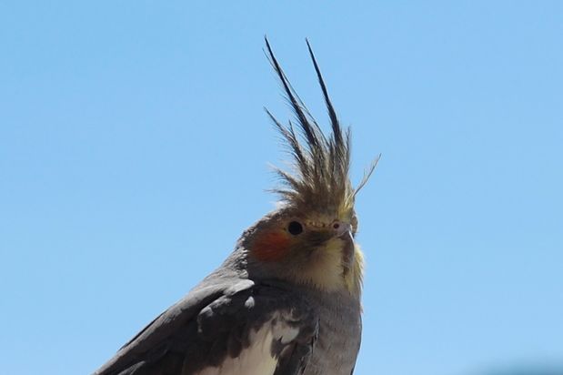 oiseaucerbere07.JPG
