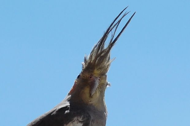 oiseaucerbere09.JPG