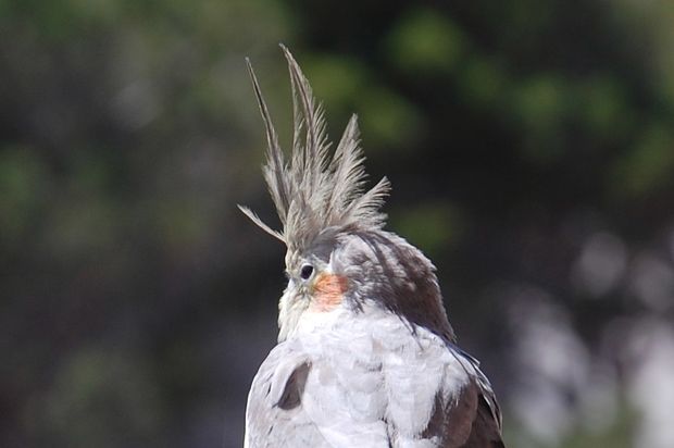 oiseaucerbere15.JPG