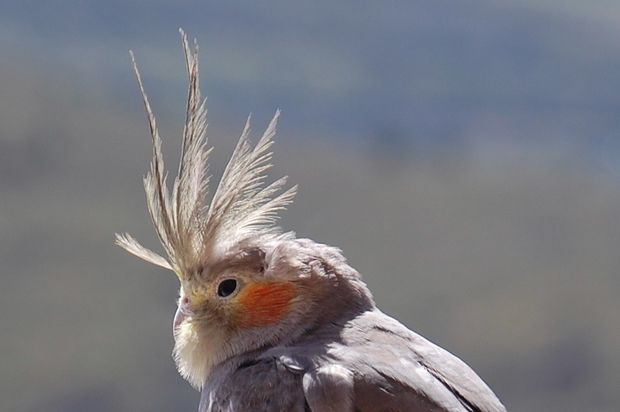 oiseaucerbere19.JPG