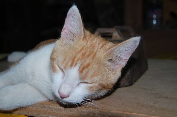 chaton03septr.JPG