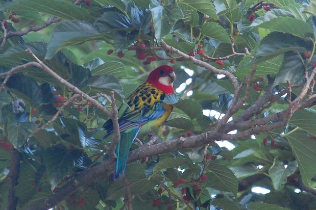 oiseau20juind.JPG