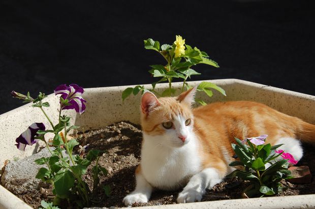 chatfleurs.JPG