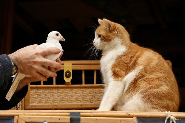 chatonanni01.JPG