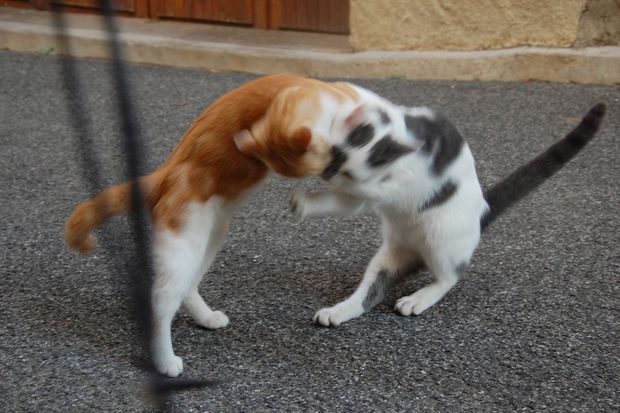 chaton06septe.JPG