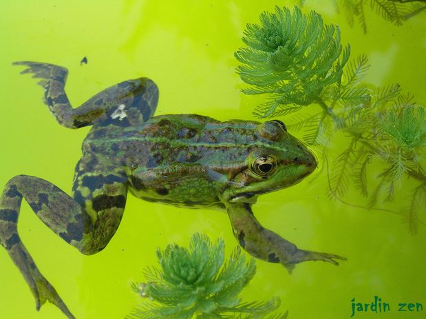 grenouille verte eau verte