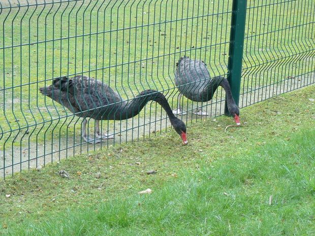 herbe-verte.jpg