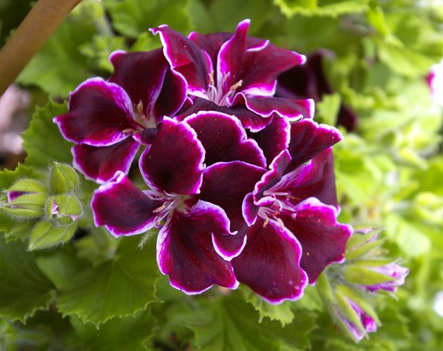 _IGP0135.JPG
