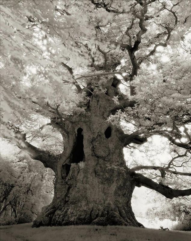 arbre-majestueux-16