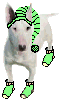 chiens%20(79)