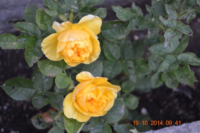 2014-10-19-Interlude 5630