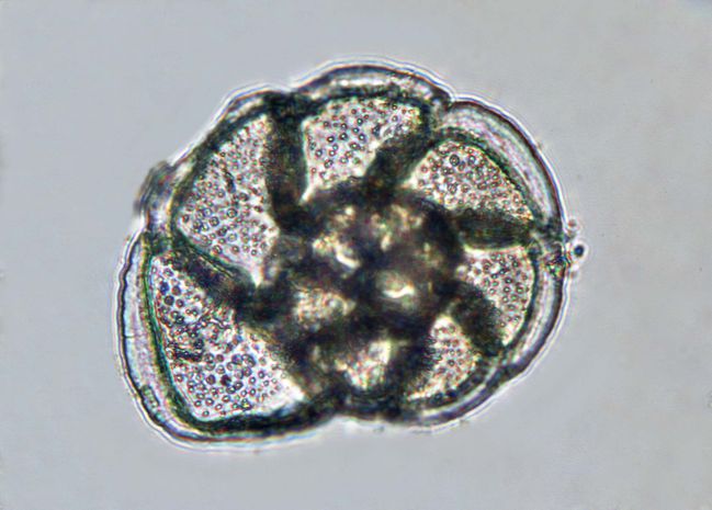 plancton 10