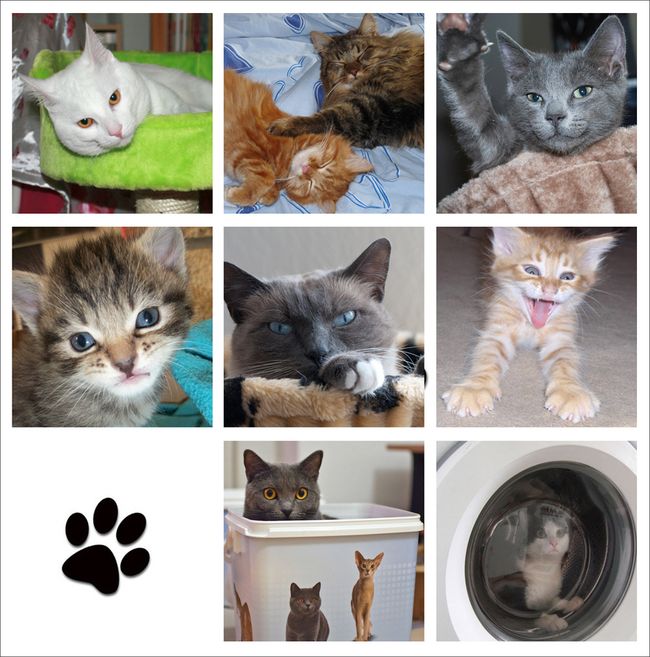 chat-1-copie.JPG