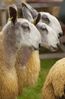 sheep-mouton (5)
