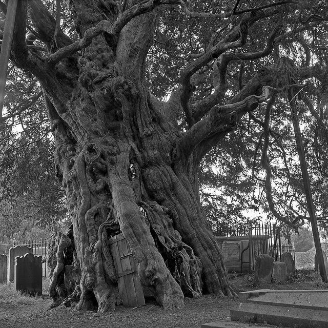 Rob-Douglas----To-the-Heart-of-the-Tree-.jpg