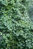 lambruche lambrusque vigne sauvage plante grimpante