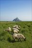 sheep-mouton (15)