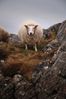 sheep-mouton (32)