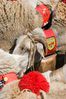 sheep-mouton (93)