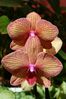 09CPhalaenopsis--orchid-e-papillon_1865_redimensionner.jpg