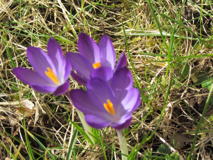 janvier-2012-0669.JPG