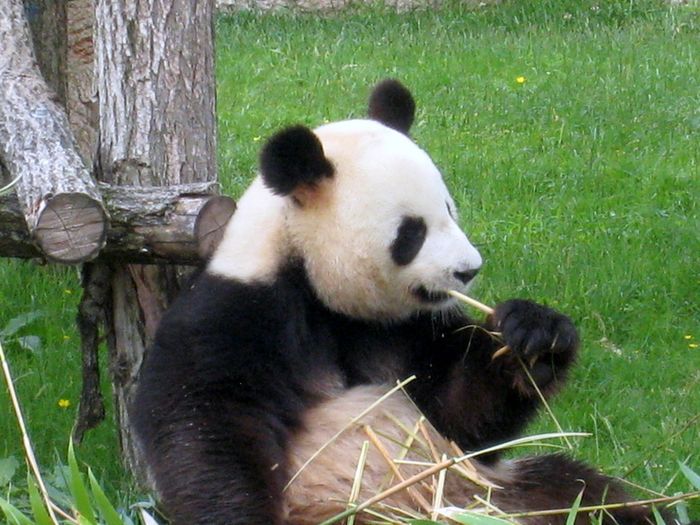 Beauval-2-8057.JPG