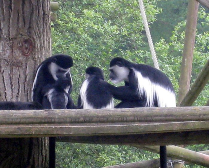 Beauval-2-8206.JPG