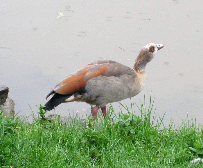 Beauval-2-8193.JPG