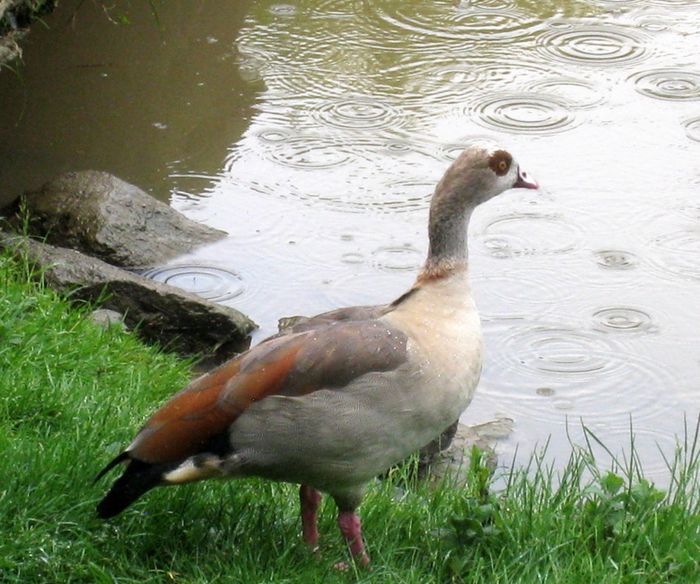 Beauval-2-8191.JPG