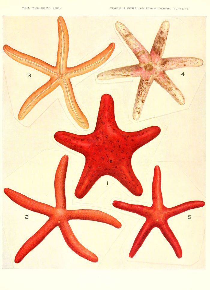 Etoile de Mer 01