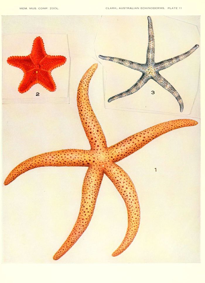 Etoile de Mer 02