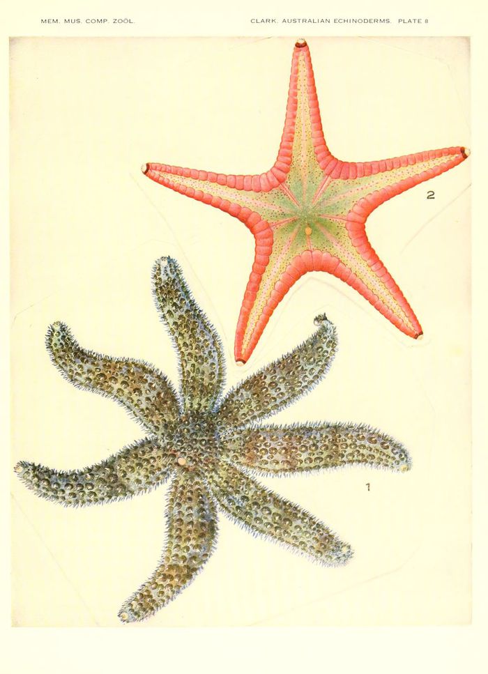 Etoile-de-Mer-03.jpg