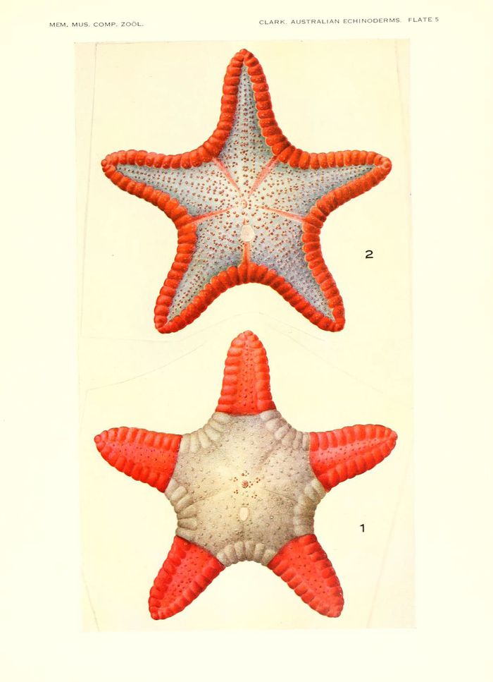 Etoile-de-Mer-04.jpg