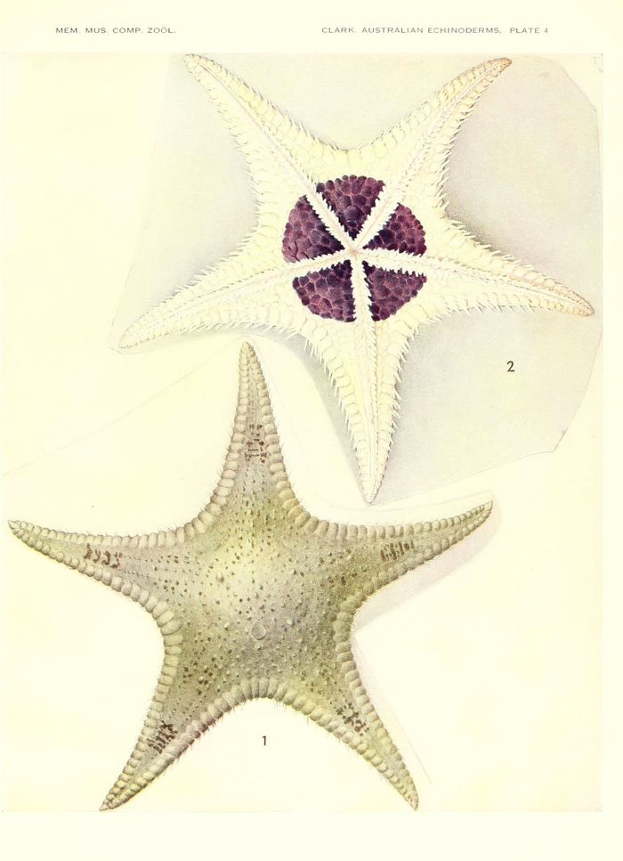 Etoile-de-Mer-06.jpg