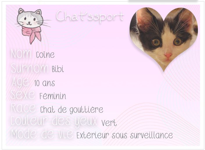 chatssport-Coine.jpg