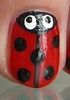 Coccinelles zoom
