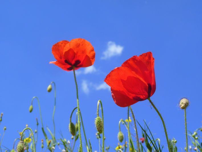 coquelicots-ciel-bleu.JPG