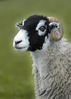 sheep-mouton (80)