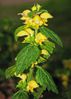 Goldnessel (Lamium galeobdolon) 1
