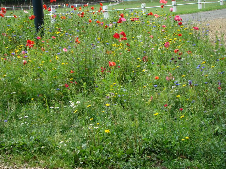 DSC02740.JPG