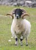 sheep-mouton (3)