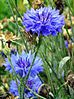Centaurea-cyanus---bleuet